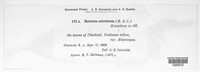 Marssonina ochroleuca image